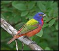 _5SB3582 painted bunting